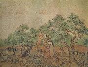 Vincent Van Gogh Olive Picking (nn04) oil painting picture wholesale